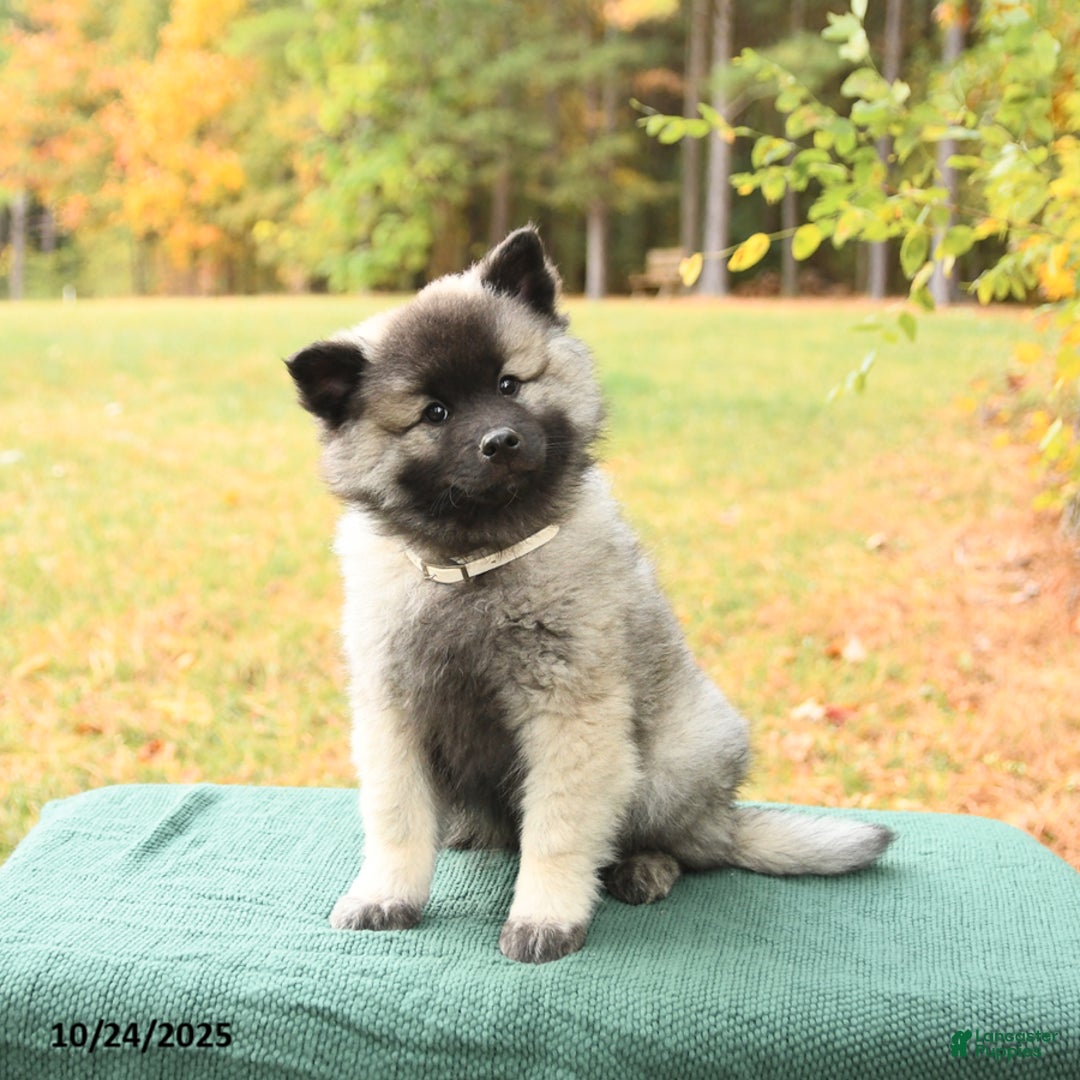 Keeshond dogs for sale: Nugget - Ad 2