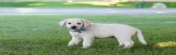 Labrador Retriever dogs for sale: Kurt - Ad 9