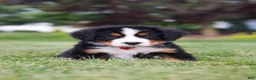 Bernese Mountain Dog dogs for sale: Victor - Ad 7
