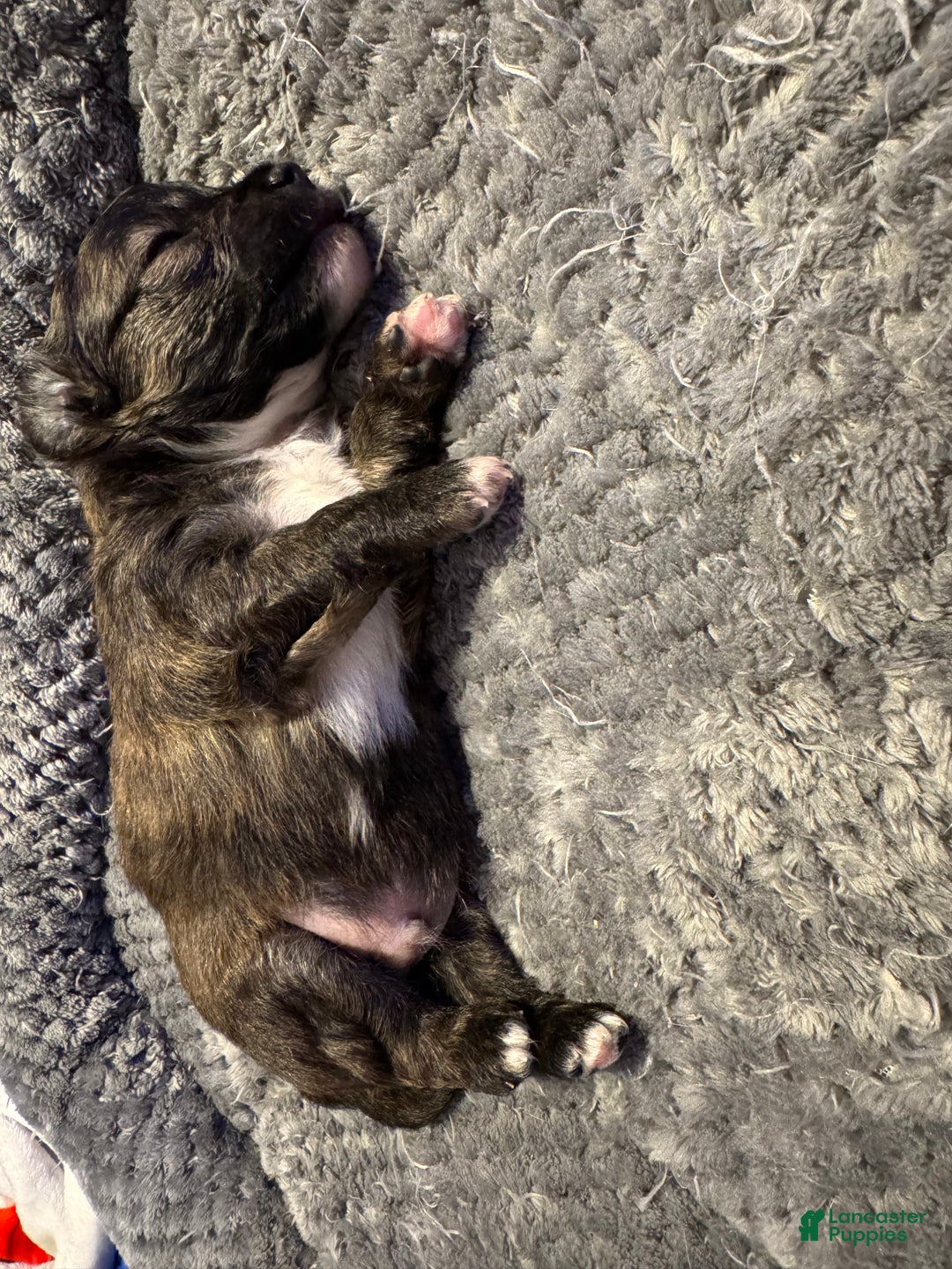 Chihuahua dogs for sale: Chihuahua Puppy 2 - Ad 1