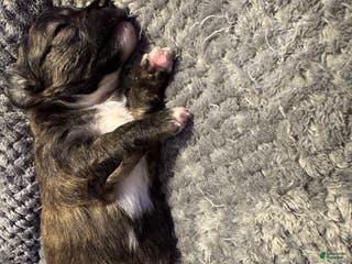 Chihuahua dogs Chihuahua Puppy 2 - Ad 17