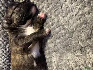 Chihuahua dogs Chihuahua Puppy 2 - Ad 8