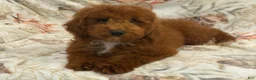 Miniature Poodle dogs for sale: RALPH - Ad 3