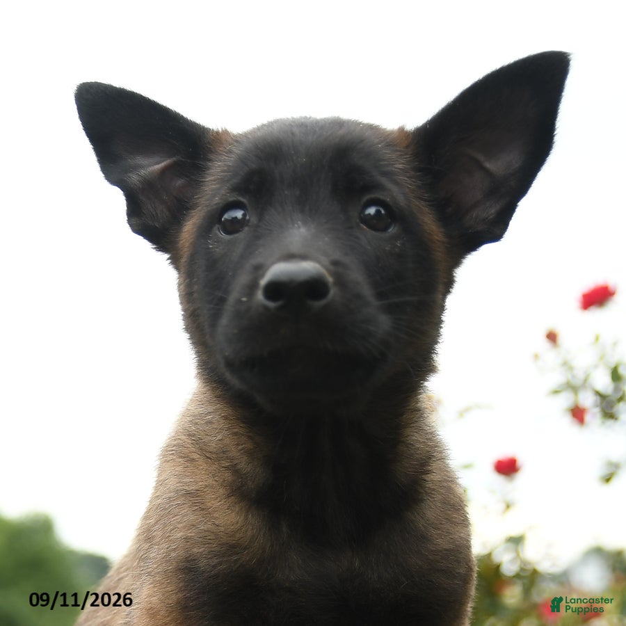 Belgian Malinois dogs Echo - Ad 2