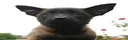 Belgian Malinois dogs for sale: Echo - Ad 2
