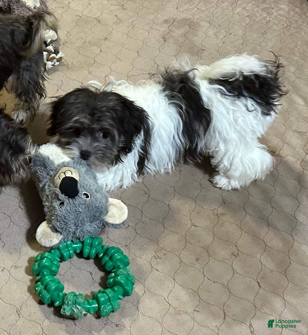 Shihpoo dogs for sale: Shihpoo Puppy 3 - Ad 1