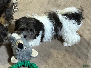 Shihpoo dogs Shihpoo Puppy 3 - Ad 27