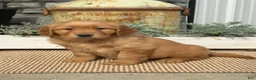 Golden Retriever dogs for sale: Blossom - Ad 3