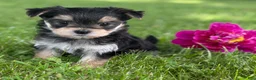 Morkie dogs for sale: Baby Doll  - Ad 6