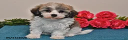 Havanese dogs for sale: Riley - Ad 5