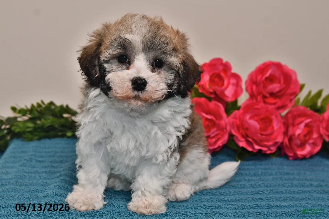 Havanese dogs for sale: Riley - Ad 5