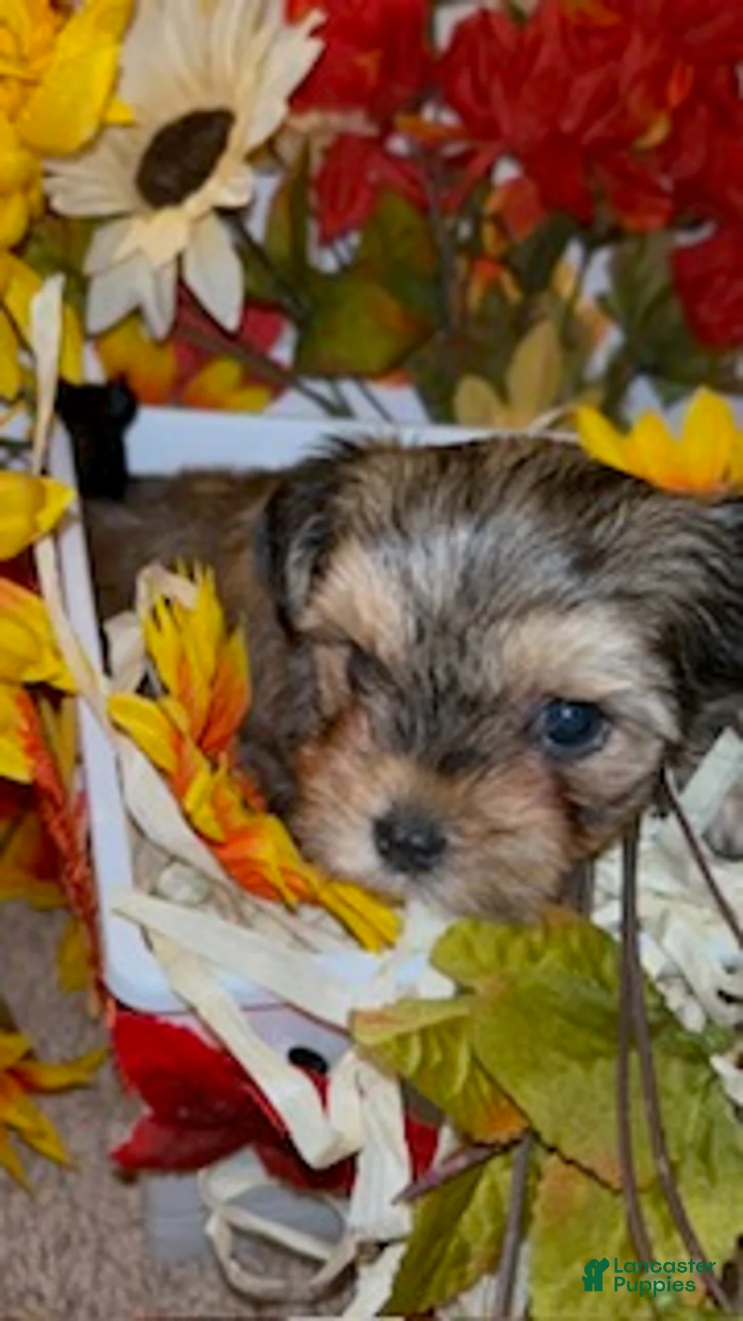 Shorkie dogs for sale: Bella - Ad 2