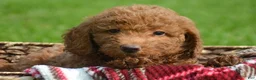 Mini Goldendoodle dogs for sale: Duncan Mini Goldendoodle 1 - Ad 4