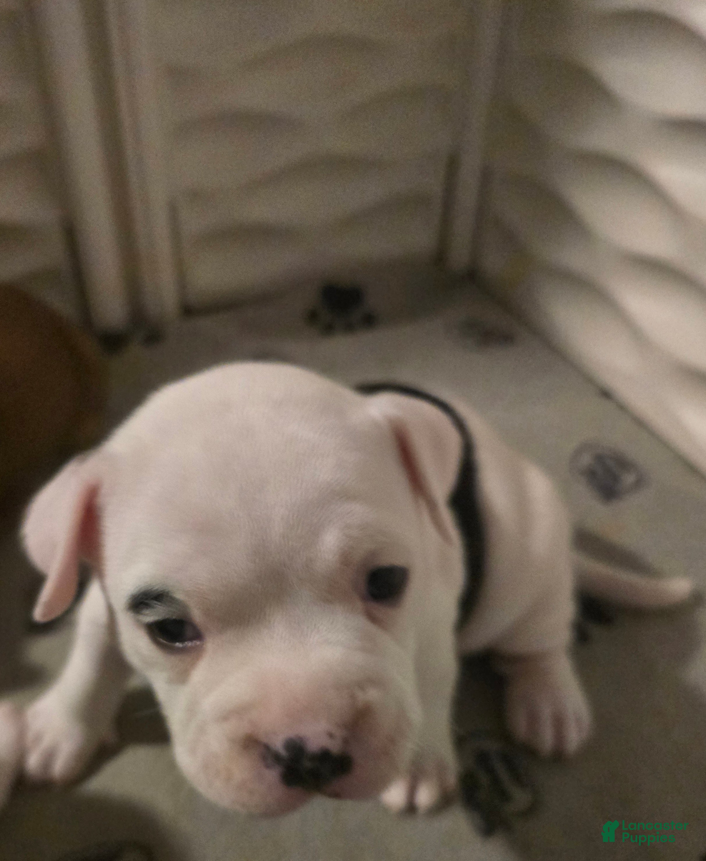 American Bully dogs Jewel - Ad 35