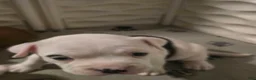 American Bully dogs for sale: Jewel - Ad 1