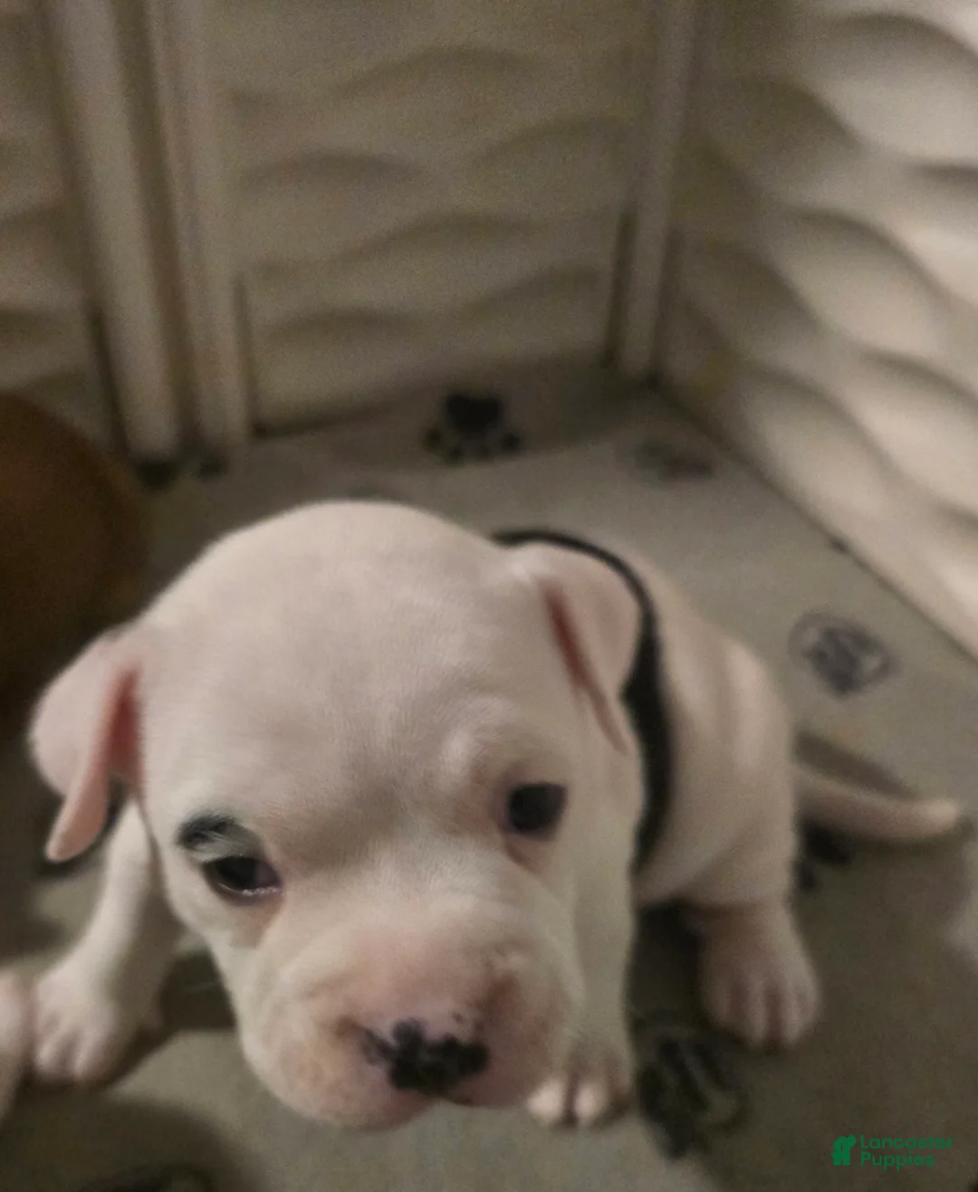 American Bully dogs for sale: Jewel - Ad 1