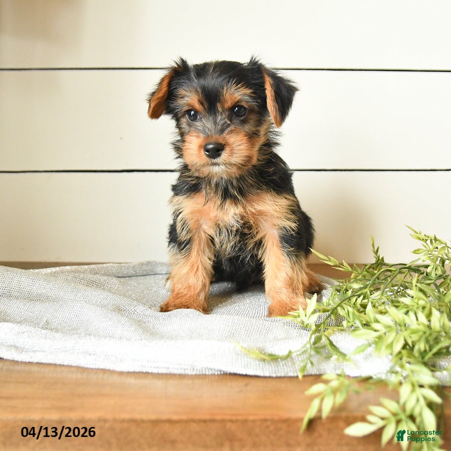 Yorkshire Terrier dogs Ivan - Ad 1
