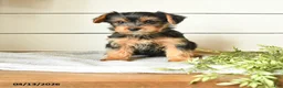 Yorkshire Terrier dogs for sale: Ivan - Ad 1