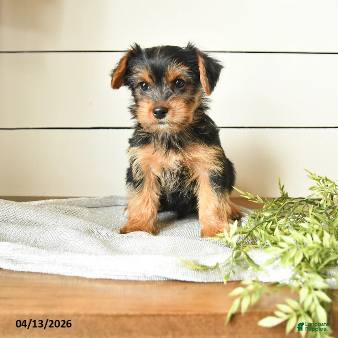 Yorkshire Terrier dogs for sale: Ivan - Ad 1