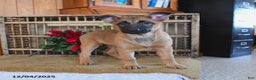 Mixed Breed dogs for sale: Ocean  - Ad 5