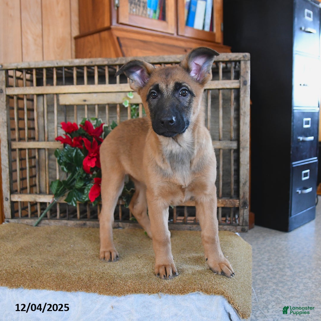 Mixed Breed dogs for sale: Ocean  - Ad 5