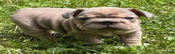 French Bulldog dogs for sale: Benny - Ad 2