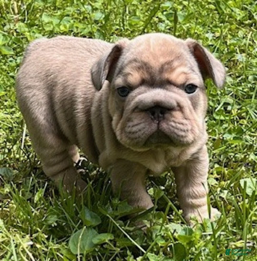 French Bulldog dogs for sale: Benny - Ad 2