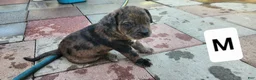 Mixed Breed dogs for sale: Mixed Breed 3 - Ad 2