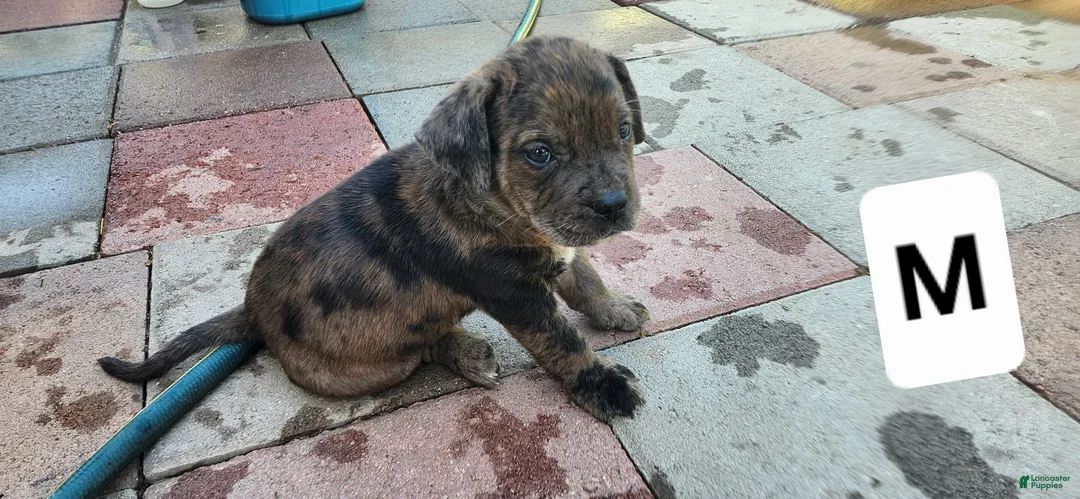 Mixed Breed dogs for sale: Mixed Breed 3 - Ad 2