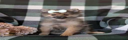 Pomeranian dogs for sale: Jennae - Ad 5