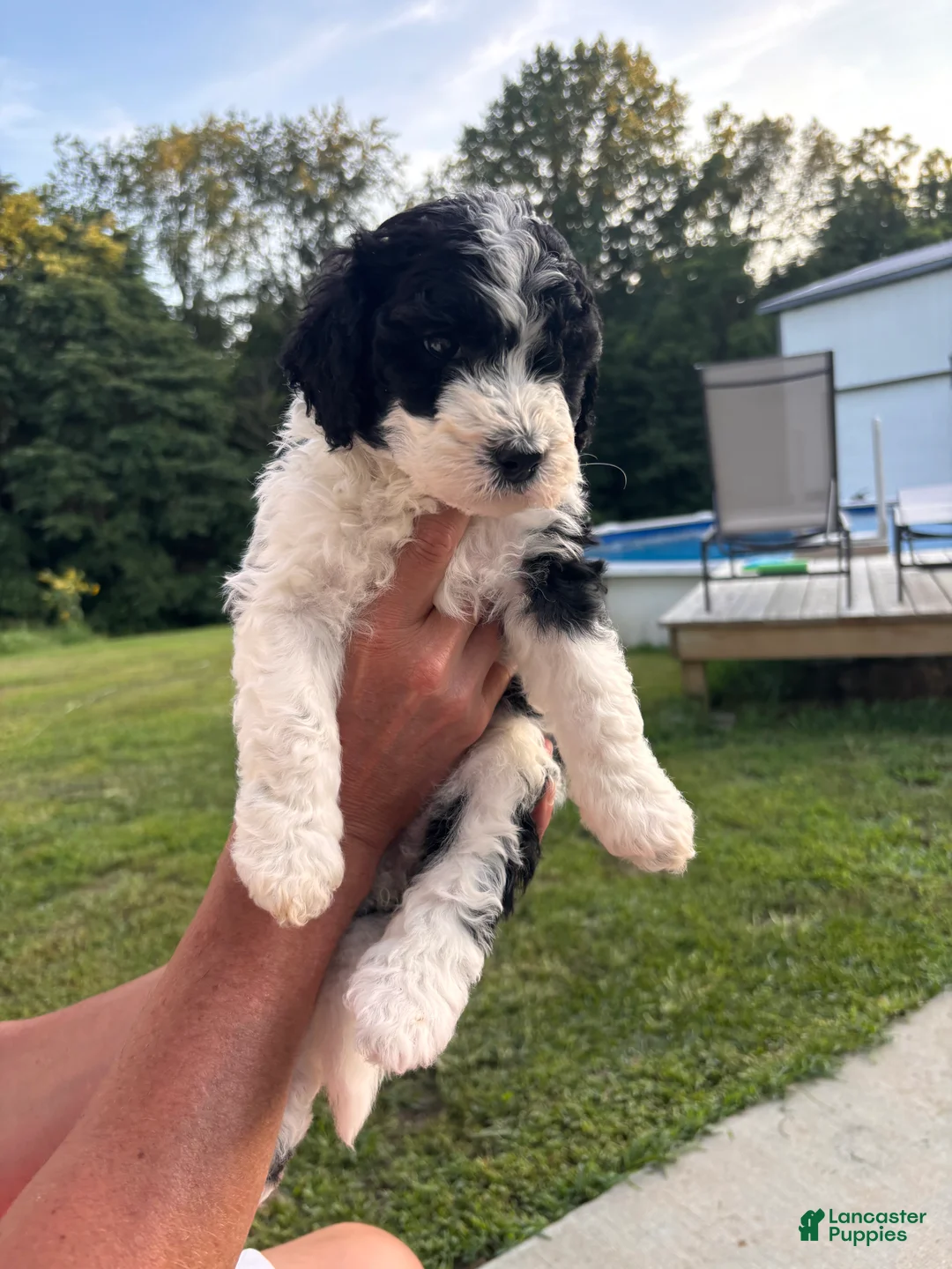 Bernedoodle dogs for sale: Cookie - Ad 2