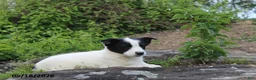 Mixed Breed dogs for sale: Jake - Ad 4