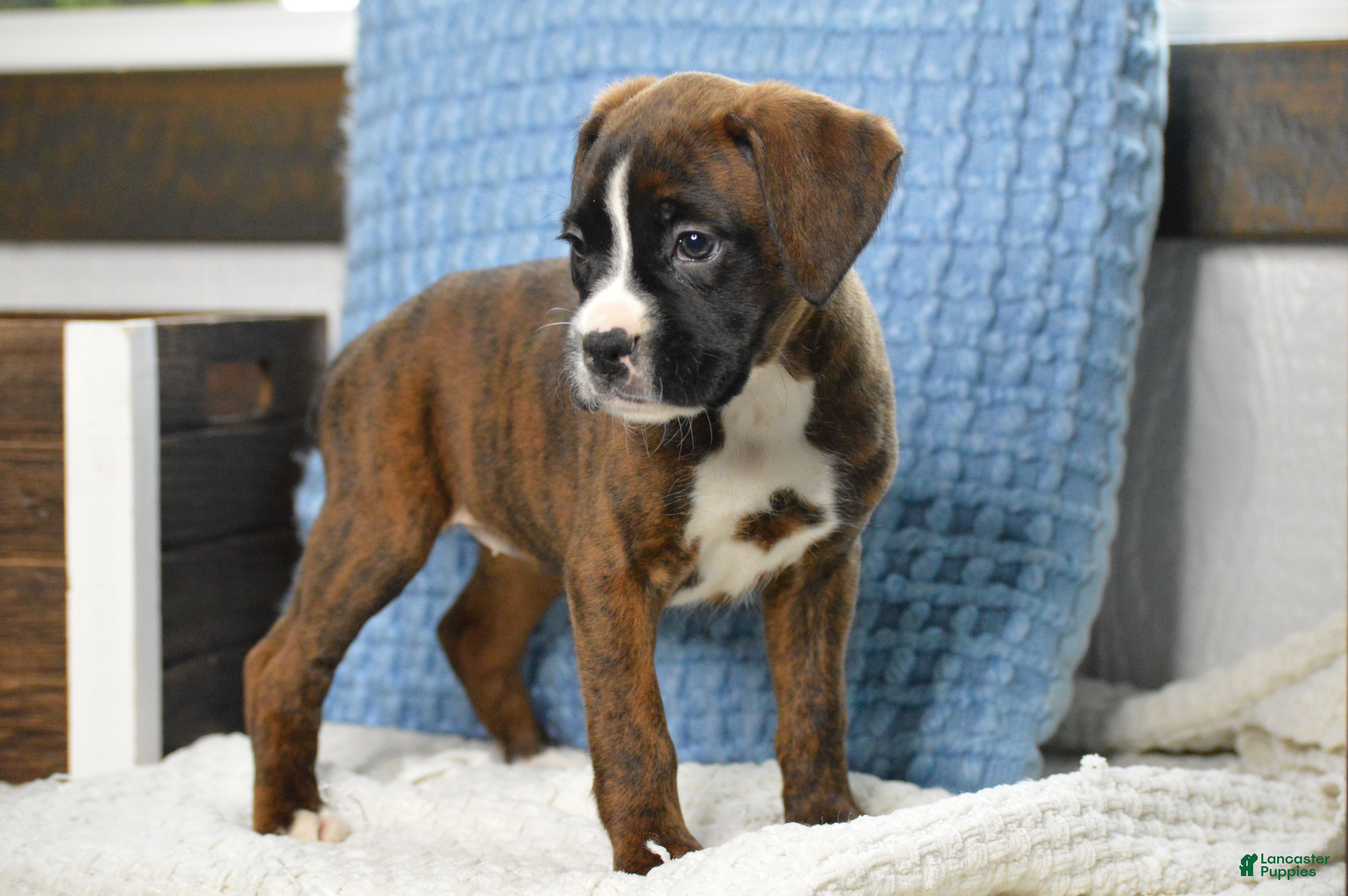 Boxer dogs Gia - Ad 2