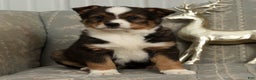 Australian Shepherd dogs for sale: Ace - Ad 4