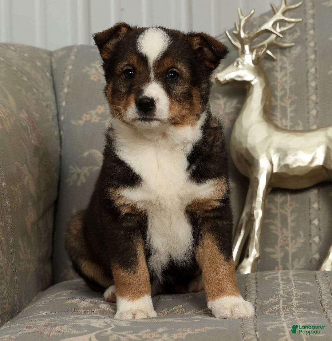 Australian Shepherd dogs for sale: Ace - Ad 4