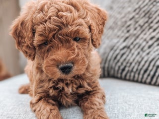 Bichpoo dogs - Ad 26