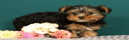 Yorkshire Terrier dogs for sale: Raven - Ad 4