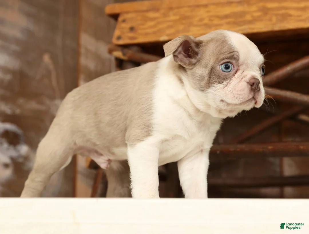 Boston Terrier dogs for sale: Rover - Ad 3