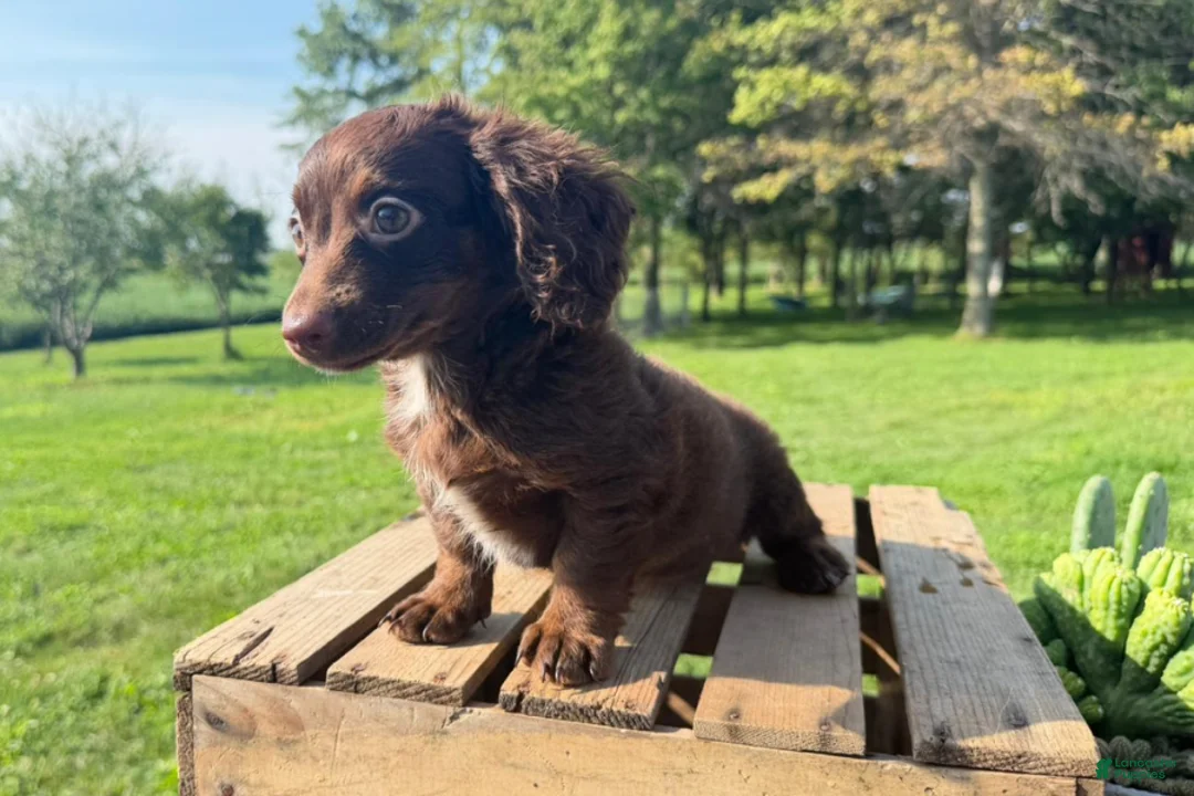 Mini Goldendoodle dogs for sale: Lindt - Ad 2