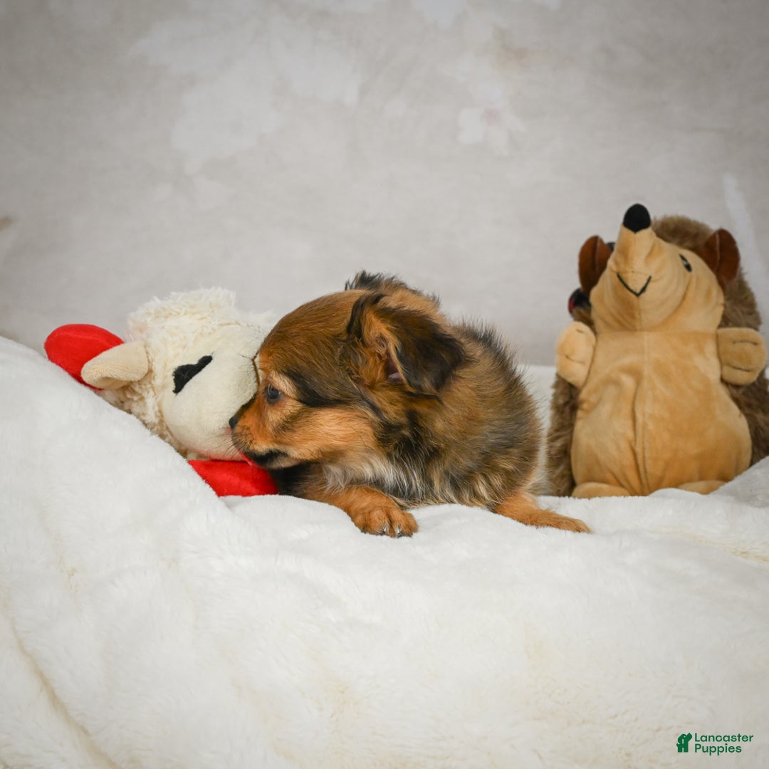 Chihuahua dogs for sale: Cuddly - Ad 2