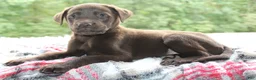 Labrador Retriever dogs for sale: Winchester  - Ad 1