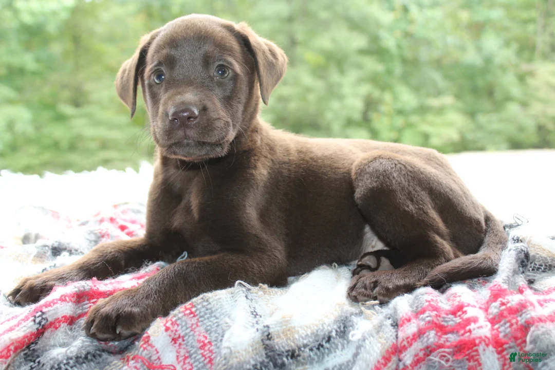 Labrador Retriever dogs for sale: Winchester  - Ad 1