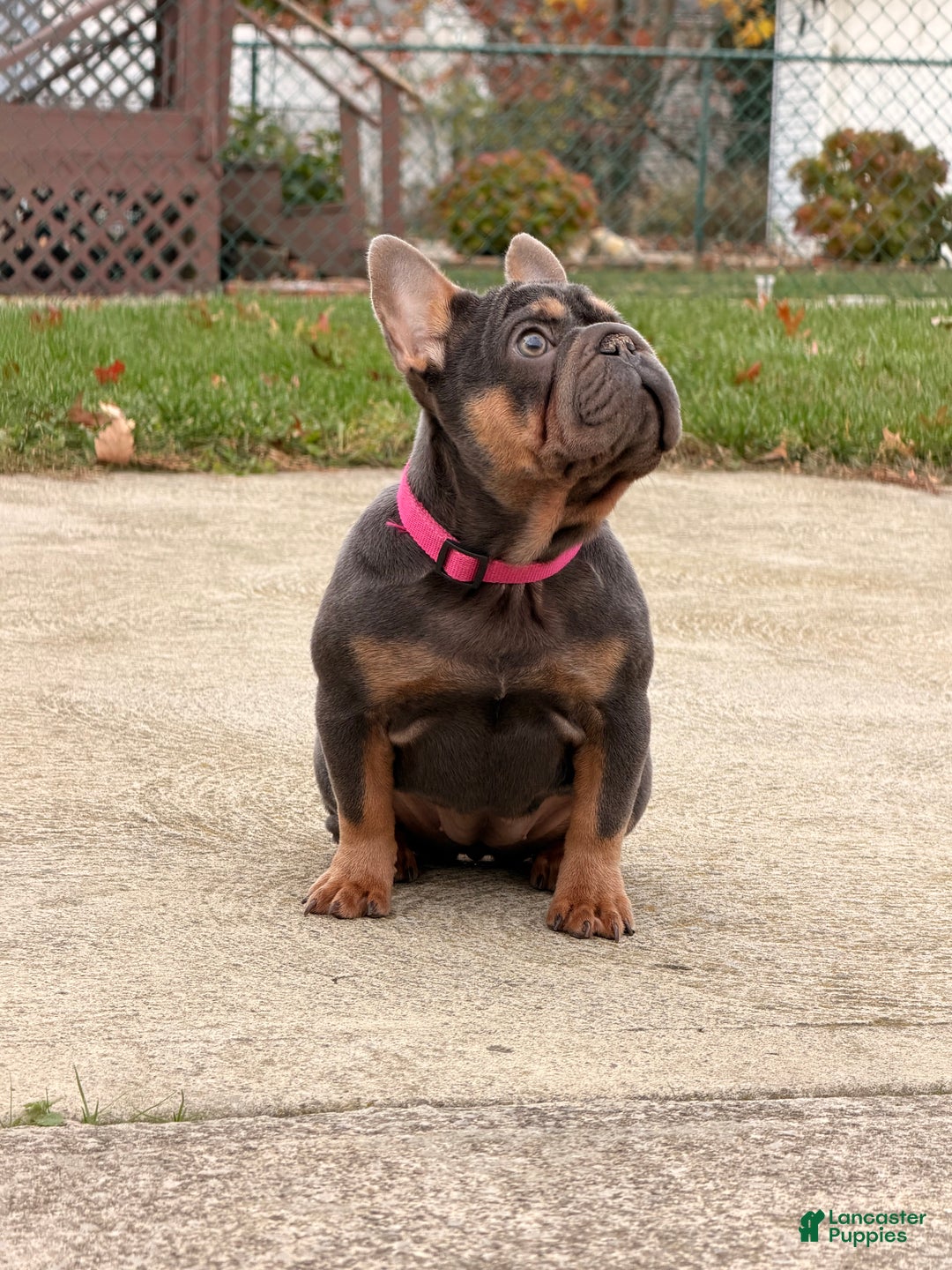 French Bulldog dogs for sale: PIXIE - Ad 3