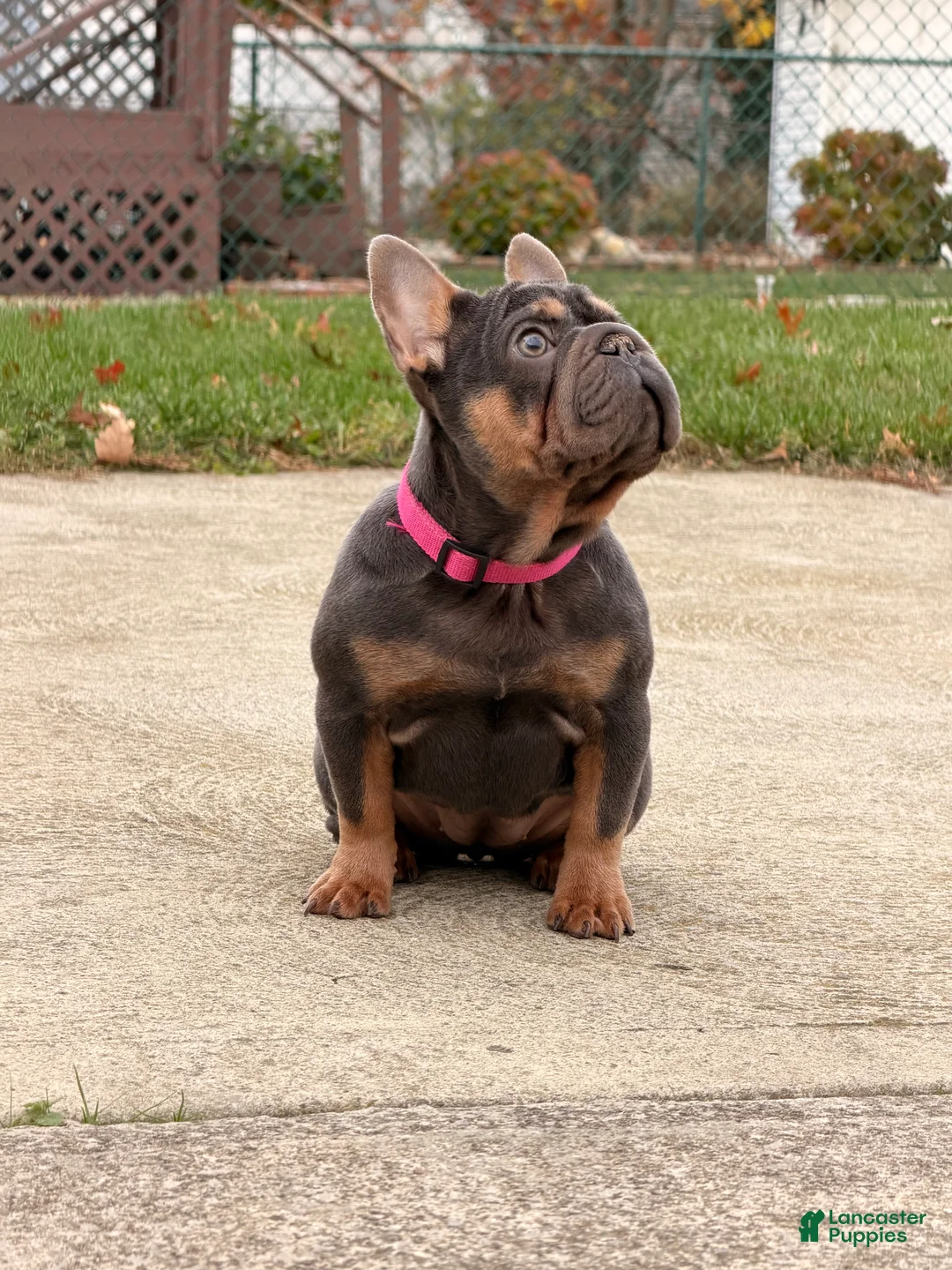 French Bulldog dogs for sale: PIXIE - Ad 3