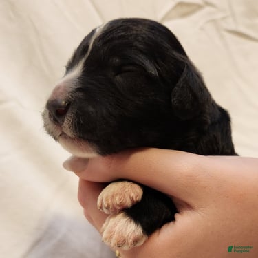 Mini Aussiedoodle dogs for sale: Snoopy_Male Tuxedo - Ad 7