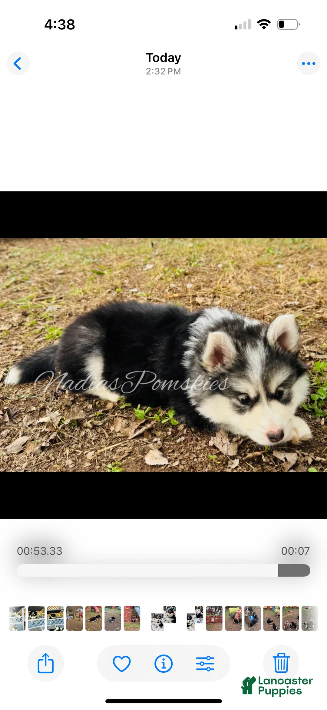 Pomsky dogs for sale: Pomsky Girl Gray/Black/White - Ad 5