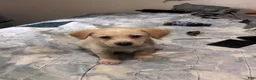 Chipoo dogs for sale: Chipoo  - Ad 7