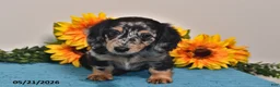 Miniature Dachshund dogs for sale: Cassie   - Ad 1