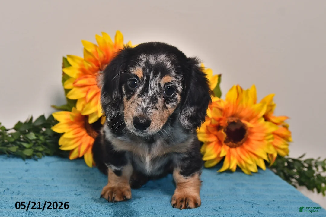 Miniature Dachshund dogs for sale: Cassie   - Ad 1