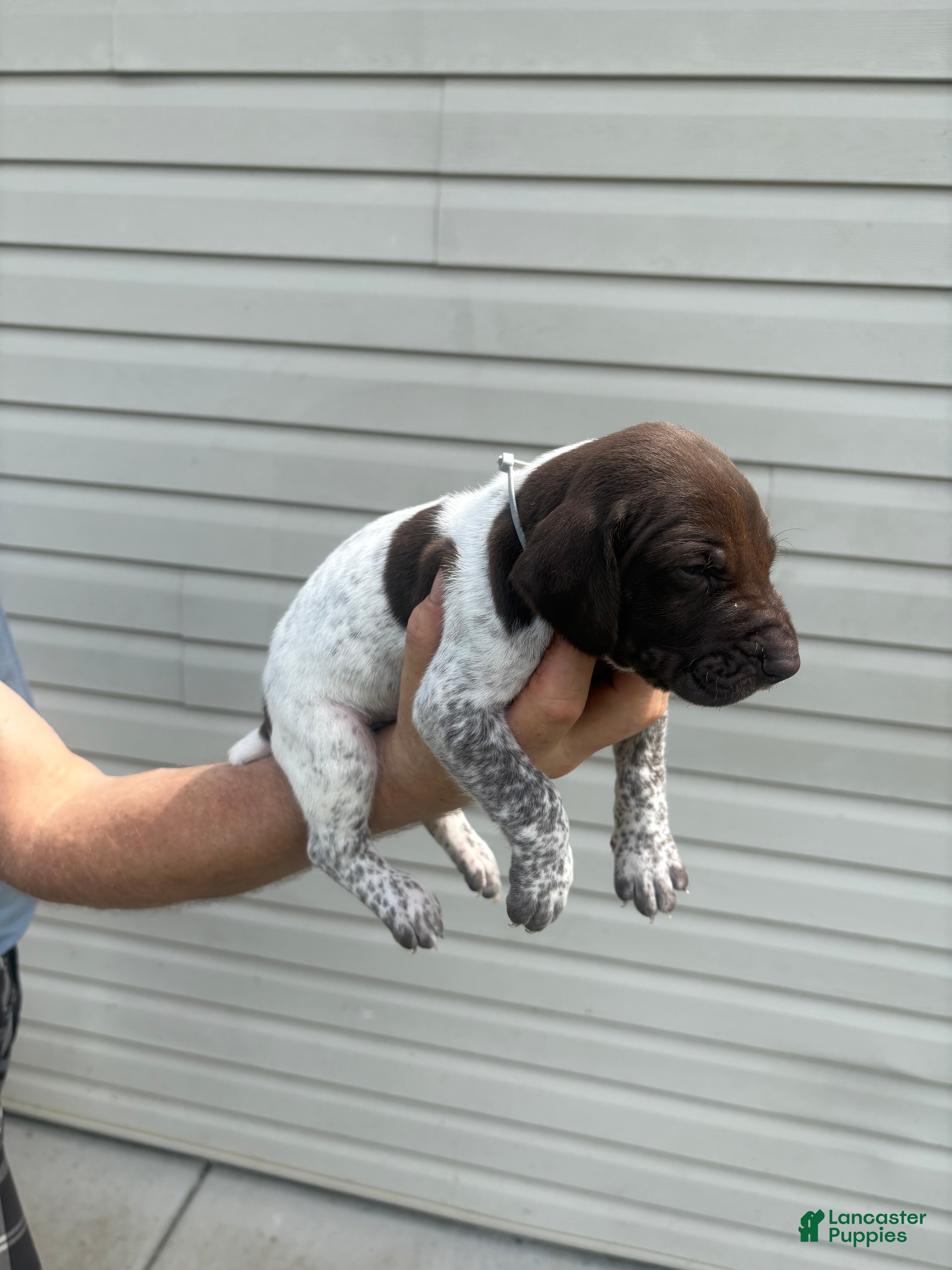 German Shorthaired Pointer dogs German Shorthaired Pointer 1 - Ad 1